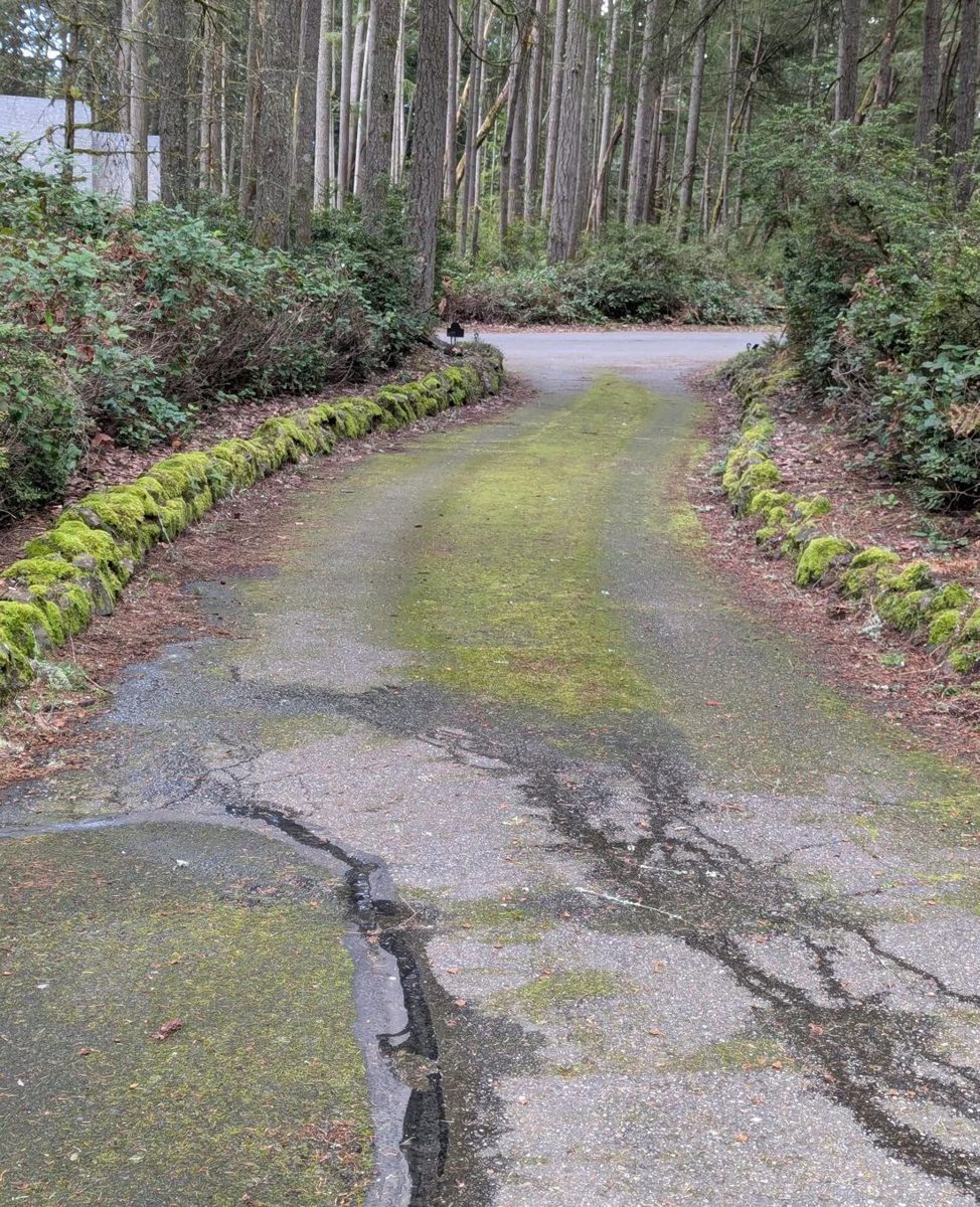 Driveway before pressure washing, covered in moss